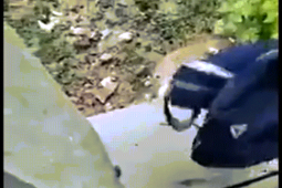 Video: Kinh hãi phát hiện rắn hổ mang cực độc ẩn nấp trong cặp nữ sinh