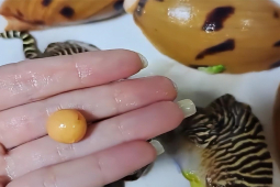 Bạn trẻ - Cuộc sống - Mua ốc về ăn, người phụ nữ phát hiện có hạt ngọc quý hiếm bên trong