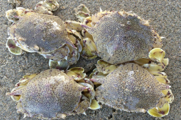 Thị trường - Tiêu dùng - 2 loài hải sản lạ ở Việt Nam ngon như cua ghẹ, khách đặt "tới tấp"