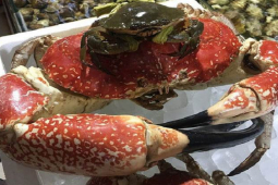 Thị trường - Tiêu dùng - Loại cua "khổng lồ" muốn mua phải đặt trước, giá bán một con bằng cả chiếc xe máy