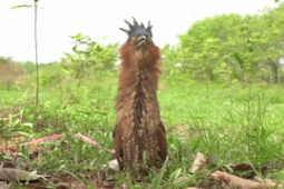 Media - Clip: Người dân phát hiện chim lạ từ trời đáp xuống