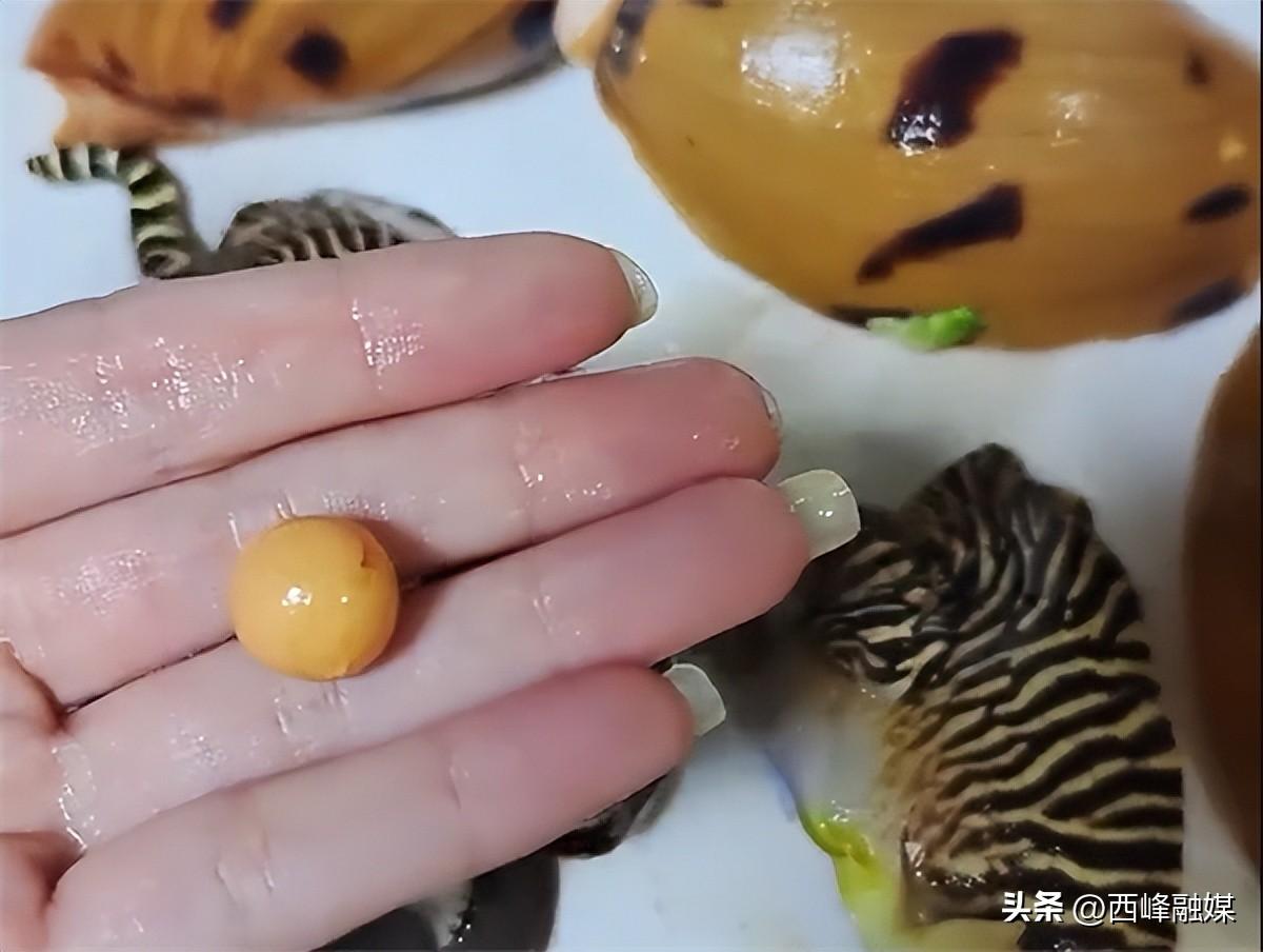 Mua ốc về ăn, người phụ nữ phát hiện có hạt ngọc quý hiếm bên trong - 1