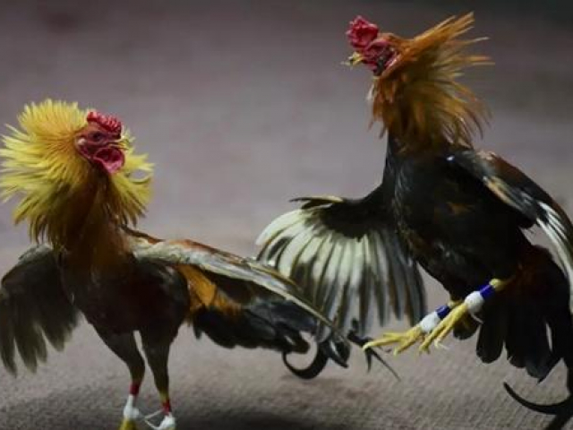 Phi thường - kỳ quặc - Cãi vã sau trận chọi gà, hai người bị bắn chết