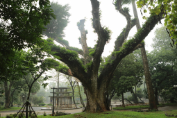 Nhiều cây cổ thụ chết khô trong công viên Bách Thảo khiến người Hà Nội tiếc nuối