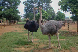 Thị trường - Tiêu dùng - Nuôi loài chim "khủng" không biết bay, người dân lãi đậm