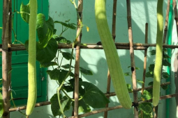 Thị trường - Tiêu dùng - Loại dưa dài loằng ngoằng như con rắn, chị em thích thú đua nhau mua về trồng