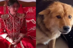 Bạn trẻ - Cuộc sống - Biểu cảm bàng hoàng của chó cưng khi thấy cô chủ trang điểm khiến tất cả bật cười