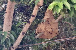 Tin tức trong ngày - Cụ bà bị ong vò vẽ đốt 71 vết