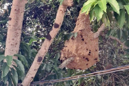 Tin tức trong ngày - Cụ bà bị ong vò vẽ đốt 71 vết