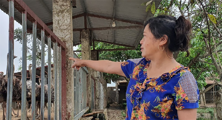 Năm 2015, bà Phùng Thị Ngọ (SN 1966, ở tiểu khu 5, thị trấn Thiệu Hóa, tỉnh Thanh Hóa) ra tận Trung tâm nghiên cứu giống gia cầm Thụy Phương (Ba Vì, Hà Nội) mua 36 con đà điểu châu Phi với giá ở thời điểm đó khoảng 2 triệu đồng/con
