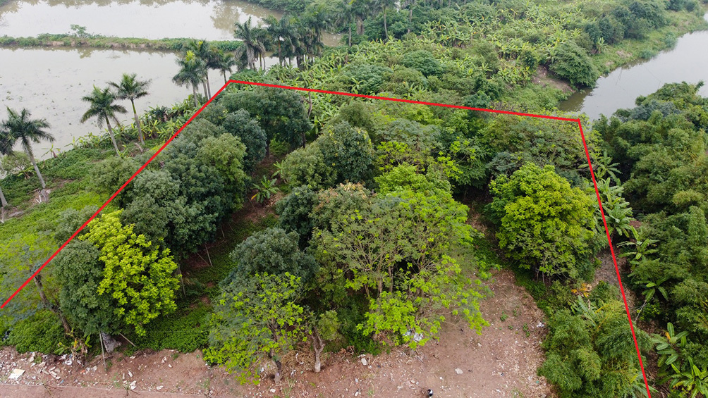 106 cây xanh đường Kim Mã được chuyển về vườn ươm Đa Tốn. Ảnh chụp năm 2021.