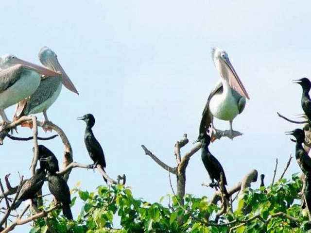 Du lịch - Đến vùng 'đất lành chim đậu', xem cò nhạn khổng lồ bay lượn rợp trời