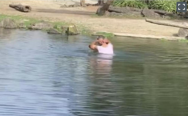 Người đàn ông dầm mình trong hồ nước sâu trong chuồng tê giác. Ảnh:&nbsp;Jemma Louise/ NZ Herald