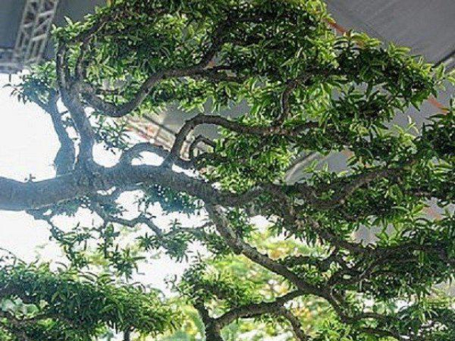 ”Loá mắt” cây mai chiếu thủy qua một thế kỷ trường tồn, giá 1,2 tỷ