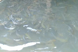 Thị trường - Tiêu dùng - Loại cá từng là đặc sản "tiến vua" quý hiếm, nay bán 850.000 đồng/kg đặt trước mới có