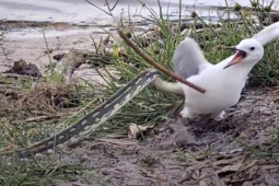 Media - "Mãng xà" tung đòn cực nhanh, hạ gục chim mòng biển