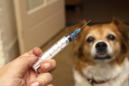 Sức khỏe đời sống - Bé 8 tuổi tử vong sau khi bị chó cắn, làm nhanh 3 việc này để phòng bệnh dại