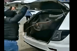 Tin tức ô tô - Bất ngờ đại gia để đôi ‘trâu mộng’ trong cốp ôtô con