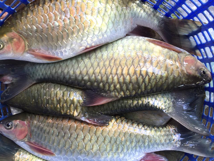 Trọng lượng cá dầm xanh thường thấy là 1 – 2kg. Cá lớn nhất được ghi nhận có khối lượng lên đến 7kg.
