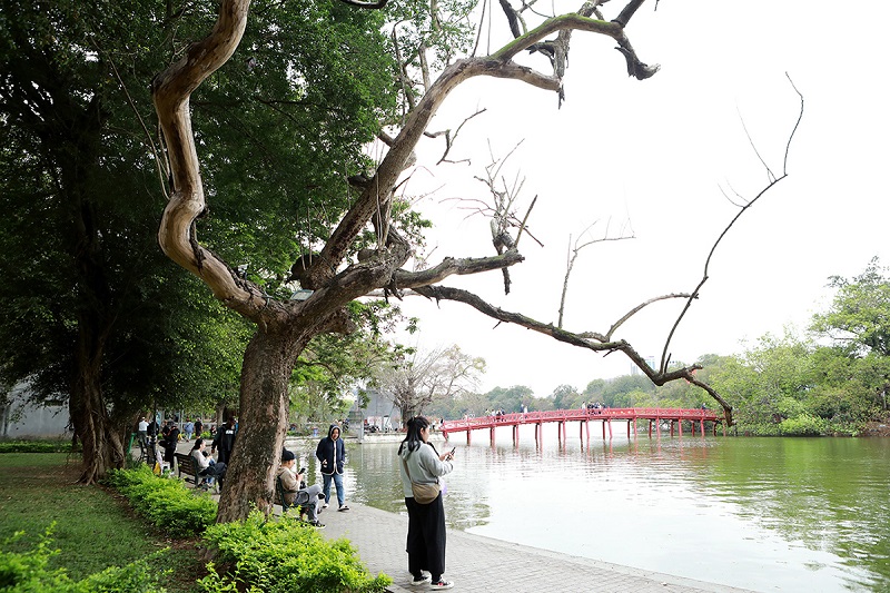 Một cây sưa có đường kính lớn chết khô bên hồ Hoàn Kiếm