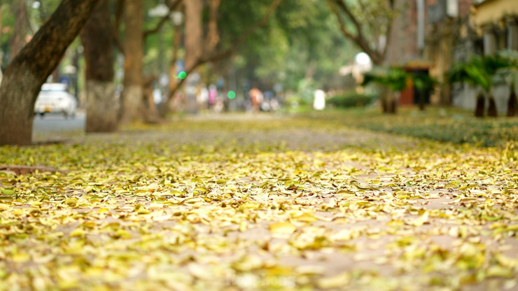 Người Hà Nội nô nức checkin phố Phan Đình Phùng đón mùa lá rụng - 1