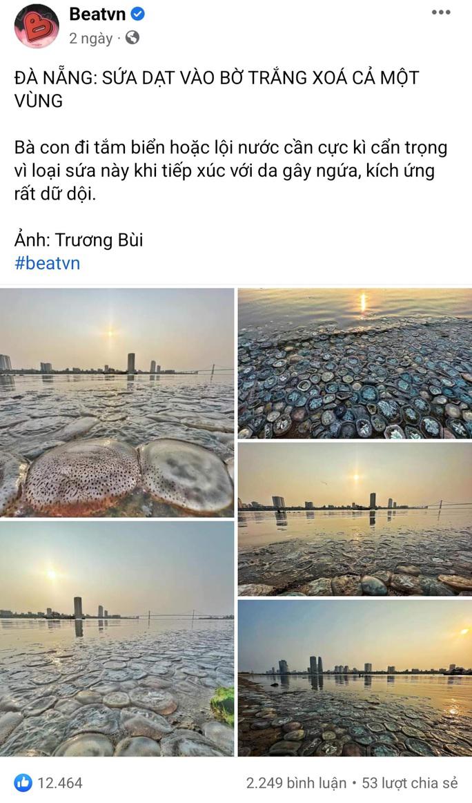 Hình ảnh "biển sứa tại Đà Nẵng" khiến dư luận hoang mang