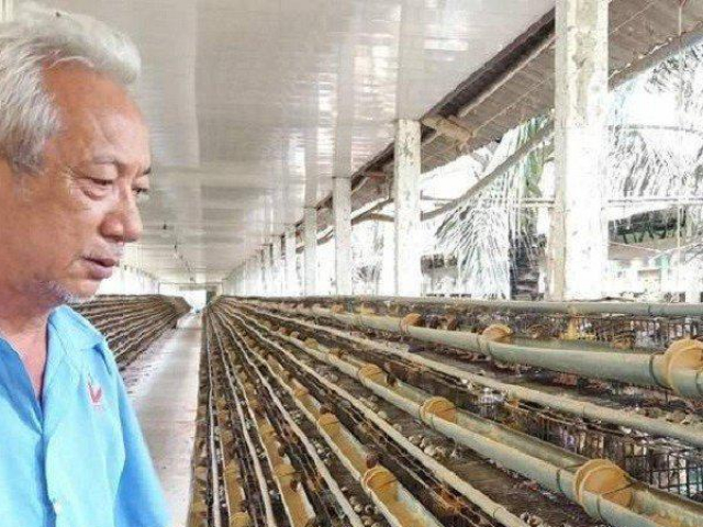 Thị trường - Tiêu dùng - Tiền Giang: Người nuôi gia cầm “tiến thoái lưỡng nan” vì chi phí cao