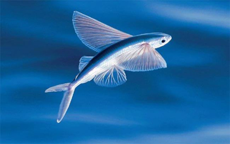 Ở vùng biển Đà Nẵng - Quảng Nam có một loài cá vô cùng đặc biệt, biết bay như chim, đó là cá chuồn.
