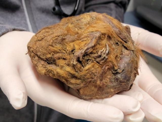 Sự thật về ”xác ướp yêu tinh” 30.000 năm không tan rã trong mỏ vàng