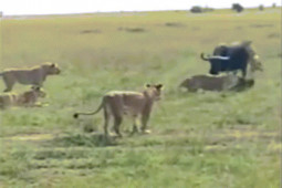 Video: Trâu rừng đơn độc ”tử chiến” với 7 sư tử và cái kết