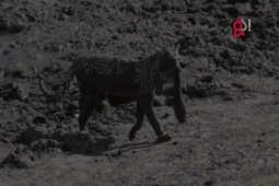 Phi thường - kỳ quặc - Video: Báo trổ tài bắt cá trê "siêu đẳng"