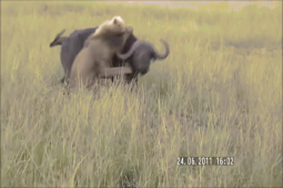 Phi thường - kỳ quặc - Video: Vùng vẫy để thoát "án tử", trâu rừng tung đòn đau khiến sư tử bỏ chạy