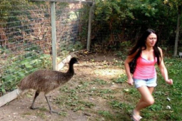 Tranh vui - Khoảnh khắc chị em khóc thét khi bất ngờ bị động vật "tấn công"