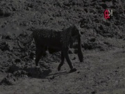 Phi thường - kỳ quặc - Video: Báo trổ tài bắt cá trê &quot;siêu đẳng&quot;
