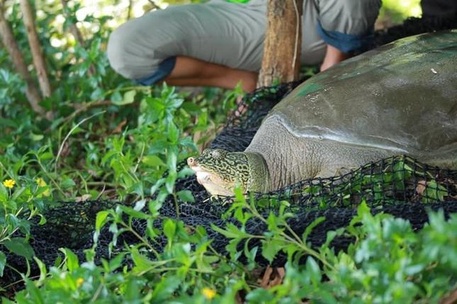 Cá thể rùa Hoàn Kiếm ở hồ Đồng Mô được bẫy bắt năm 2020. Ảnh: ATP.