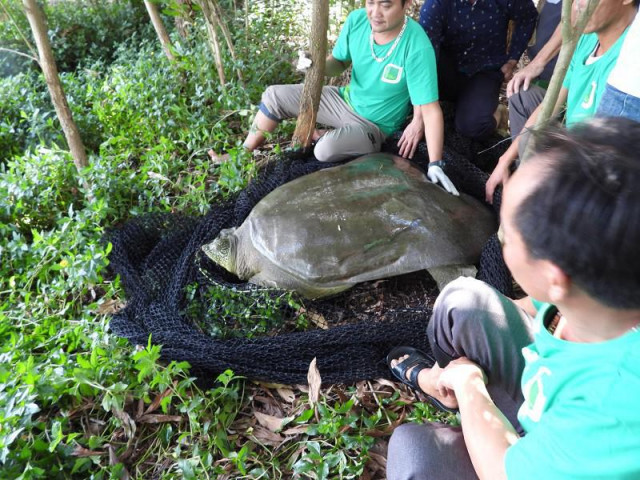 Đã xác định giới tính rùa Hoàn Kiếm ở hồ Đồng Mô