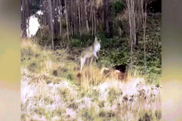 Video: Màn chạm trán gay cấn giữa becgie và kangaroo khiến cảnh sát phải vào can thiệp