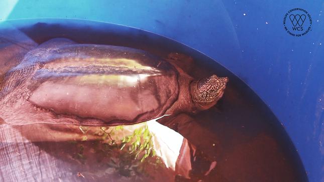 Bảo quản, phân tích mẫu vật cá thể rùa Hoàn Kiếm quý hiếm vừa chết - 6