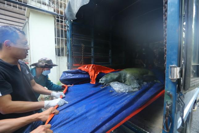Chiều nay (24/4), xác cá thể rùa đã được ướp lạnh và vận chuyển đến Bảo tàng Thiên nhiên Việt Nam để bảo quản trong phòng lạnh âm 18 độ trước khi chờ phương án xử lý mẫu vật của UBND thành phố Hà Nội. Đây cũng là nơi từng bảo quản "cụ rùa" cuối cùng của Hồ Gươm chết vào năm 2016.