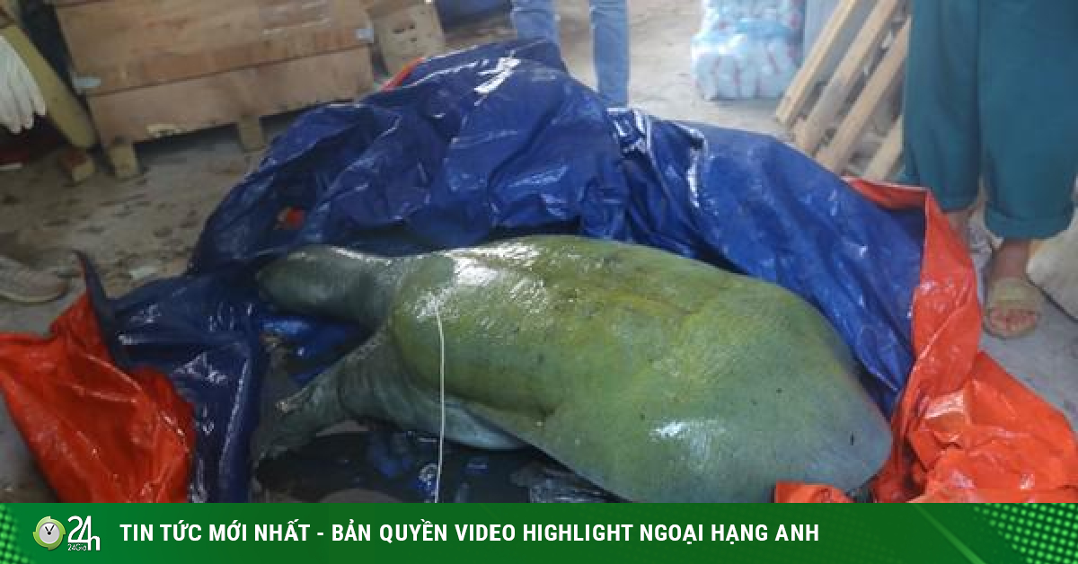 Bảo quản, phân tích mẫu vật cá thể rùa Hoàn Kiếm quý hiếm vừa qua đời