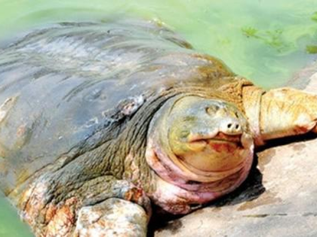 Rùa Hoàn Kiếm ở hồ Đồng Mô qua đời