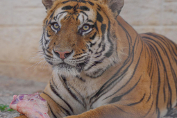 Thế giới - Hành động của Mexico sau thông tin băng đảng ma túy cho hổ cắn chết người của đối thủ