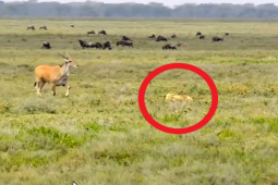 Media - Sư tử giăng bẫy, phục kích, linh dương chạy "không lối thoát"