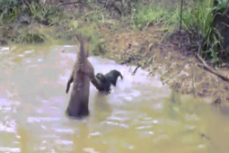 Phi thường - kỳ quặc - Video: Chó đen hiếu chiến liều lĩnh tấn công kangaroo và cái kết