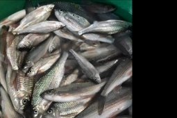 Kỳ lạ loại cá ăn được cả ruột, giá nửa triệu đồng/kg vẫn đắt hàng