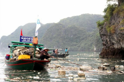 Tin tức trong ngày - Vịnh Hạ Long "ngộp thở" vì rác