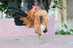 Thị trường - Tiêu dùng - Lạ lùng giống gà có "ngực khủng", ở Việt Nam có người nuôi kiếm vài chục triệu/tháng