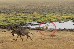 Media - Lọt vào ổ phục kích của đàn sư tử, linh dương bị những kẻ đi săn đoạt mạng