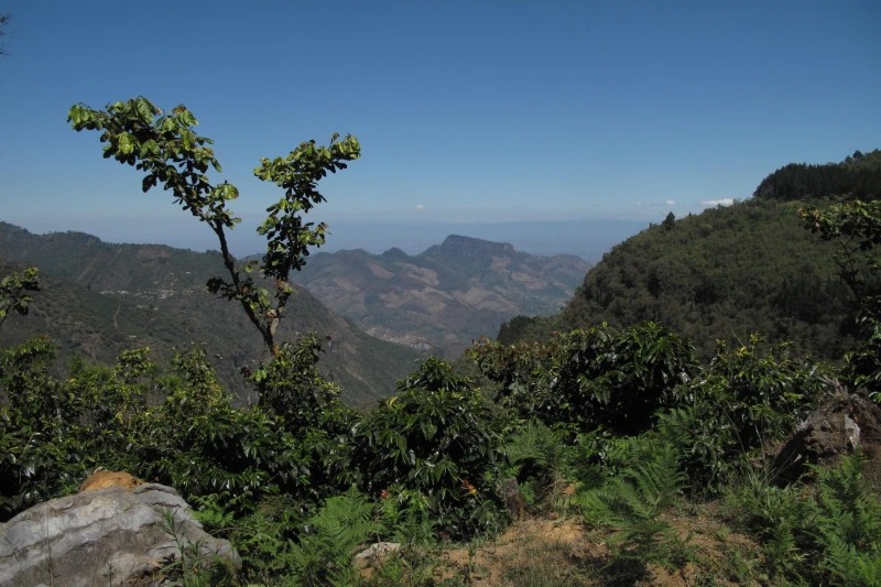 5 loại cà phê đắt nhất quả đất - 3