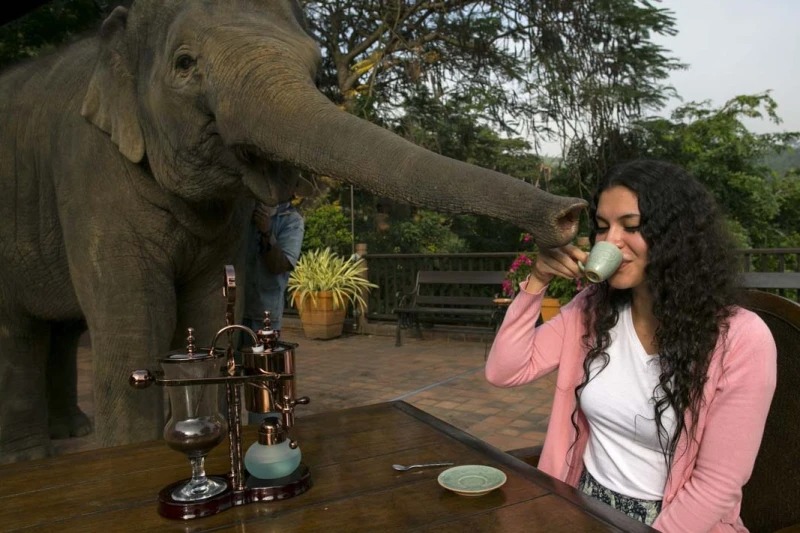 5 loại cà phê đắt nhất quả đất - 5